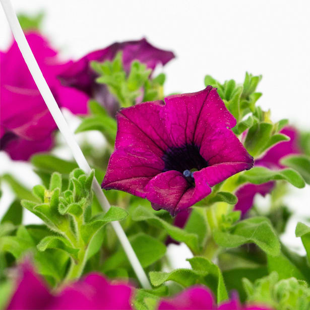 Surfinia (Petunia colgante)