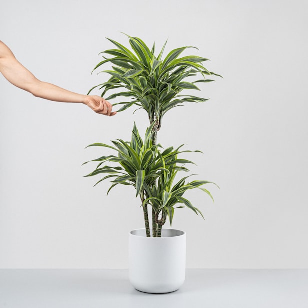 Dracaena fragrans 'Lemon Lime'