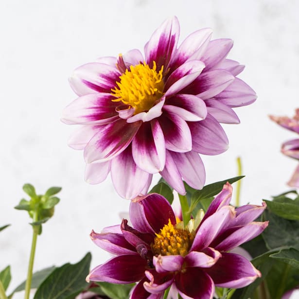 Dahlia ×hortensis