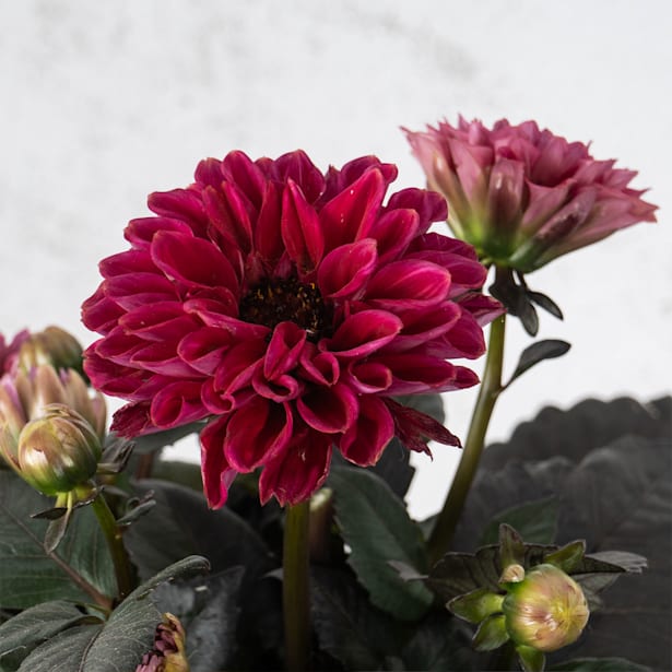 Dahlia ×hortensis