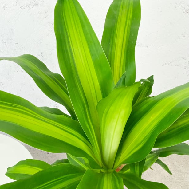 Dracaena fragrans 'Massangeana'