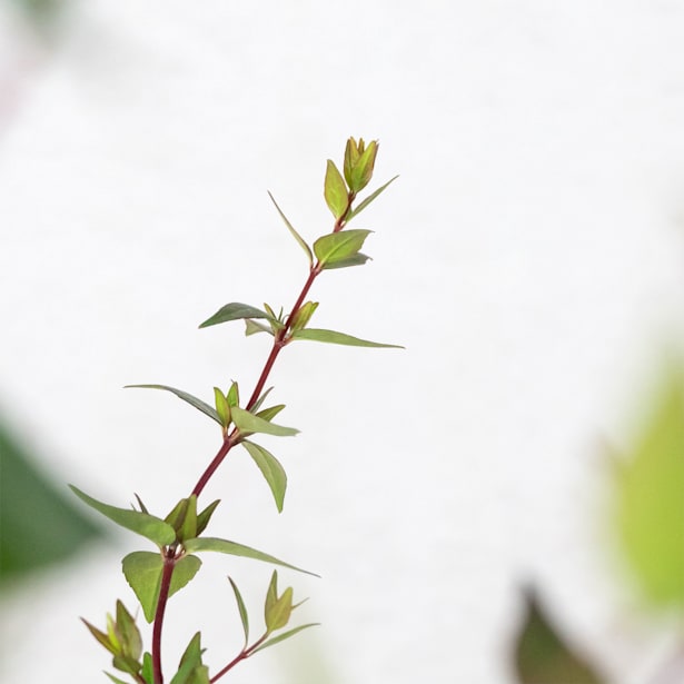 Abelia grandiflora