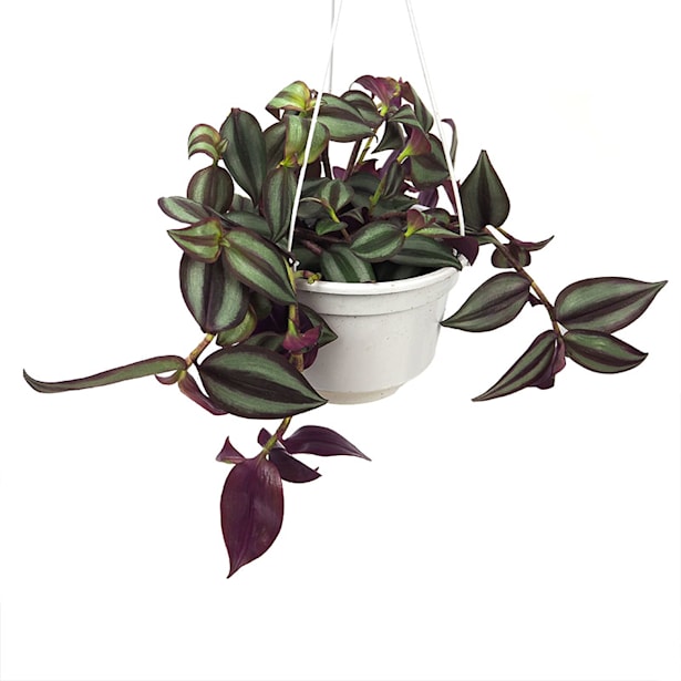 Tradescantia zebrina