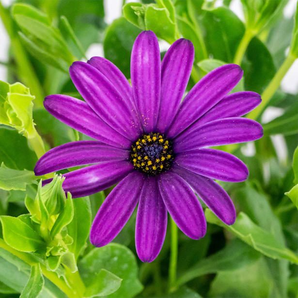 Margarita del Cabo (Dimorphotheca ecklonis)