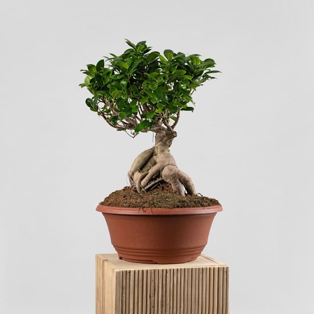 Bonsai Ficus Gingeng (Ficus microcarpa 'Ginseng')