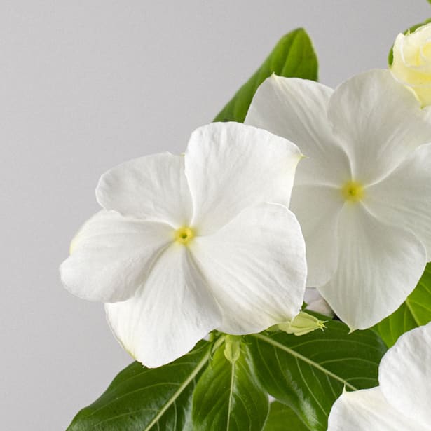 Vinca (catharanthus roseus)