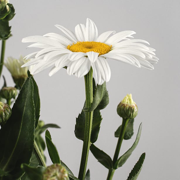 Margarita mini (leucanthemum paludosum)