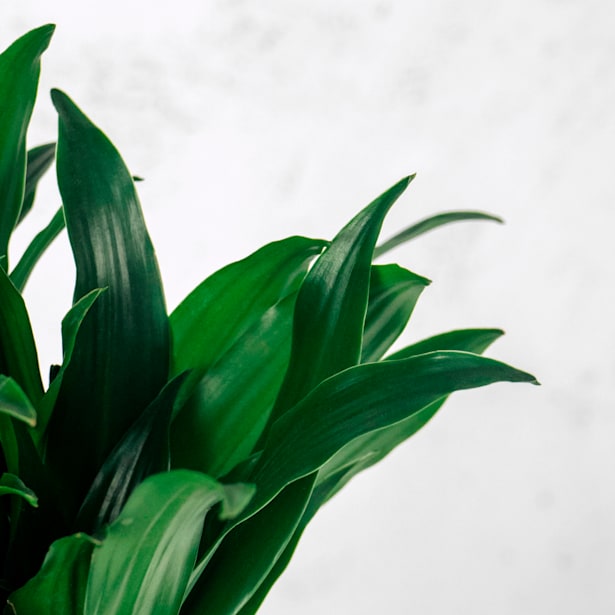 Dracaena fragrans 'Compacta'