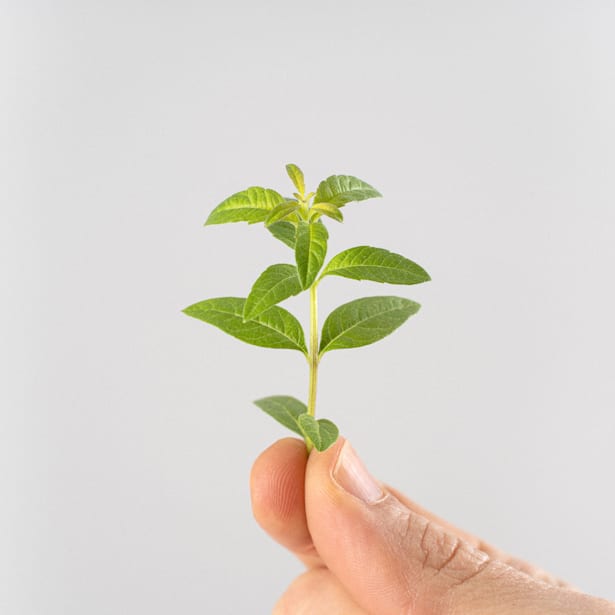 Hierba luisa (aloysia triphilla) - Planta aromática