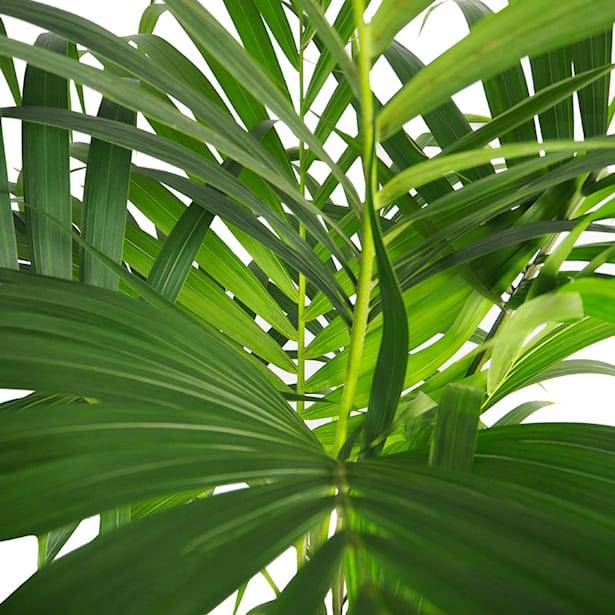 Kentia (howea forsteriana)