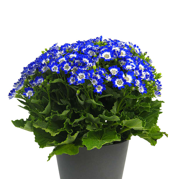 Senecio Cruentus (Cineraria)