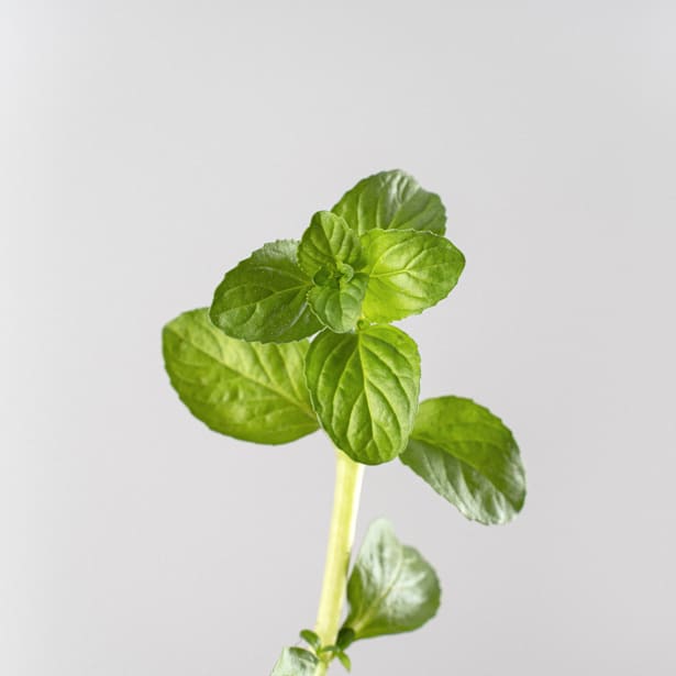 Poleo (mentha pulegium) - Planta aromática