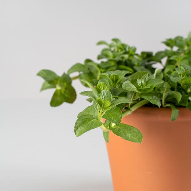 Poleo (mentha pulegium) - Planta aromática