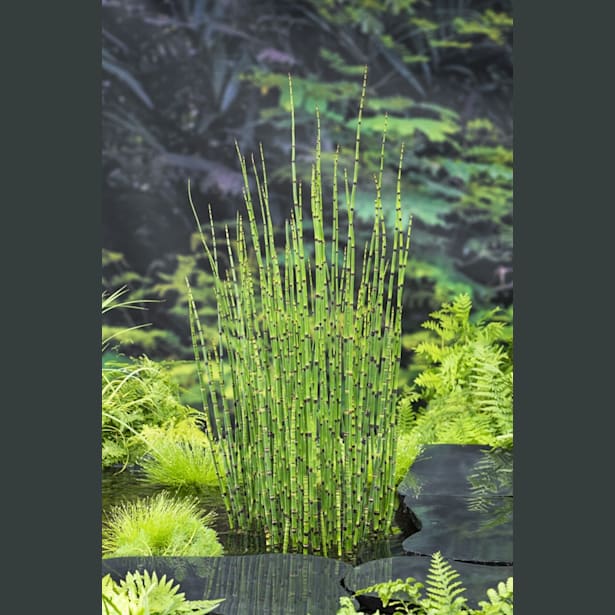 Equisetum japonica - Planta palustre de estanque