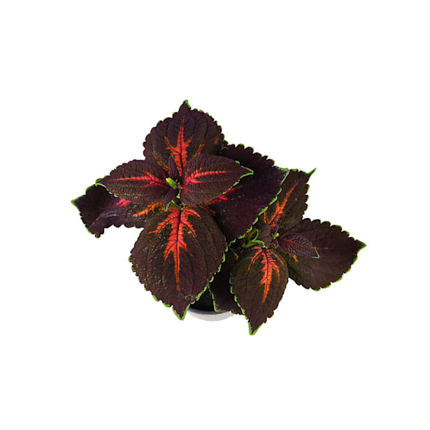 Coleo Solenostemon