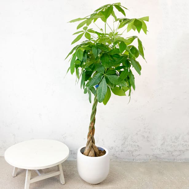 Planta Artificial Grande Decoración Costilla De Adán 120cm