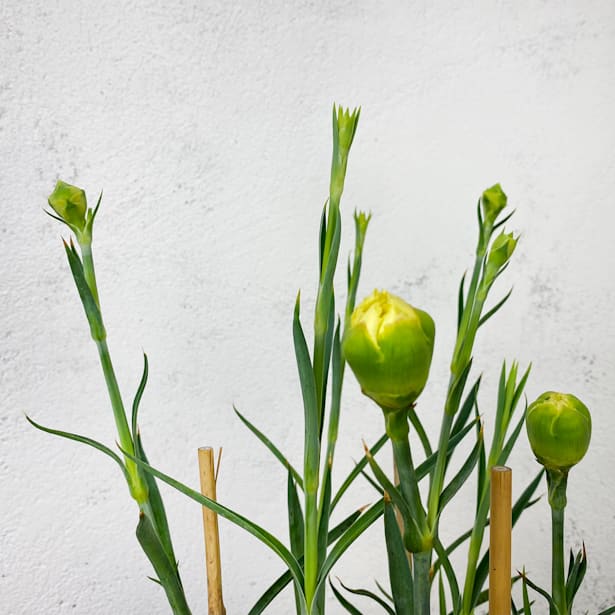 Clavel (dianthus caryophyllus)