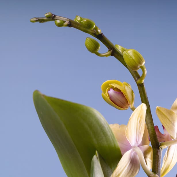 Orquídea Phalaenopsis Mini (varios colores)