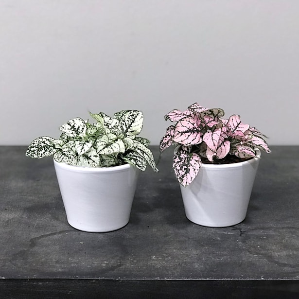 Hypoestes (especies variadas)