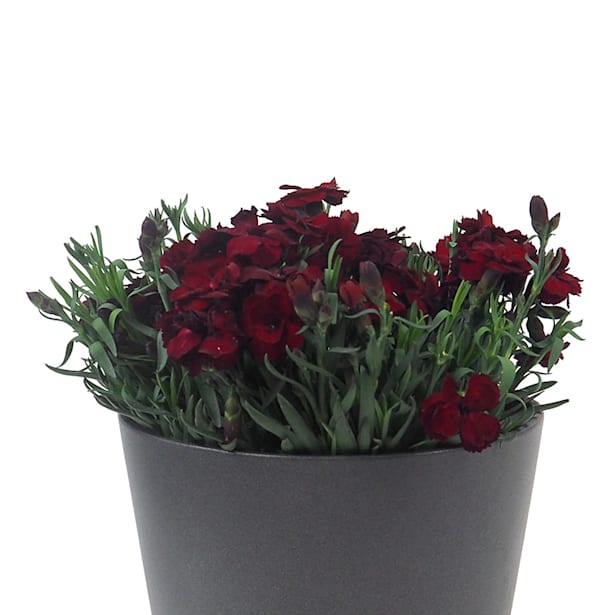 Clavel - Dianthus caryophyllus 'Ten Nelke'