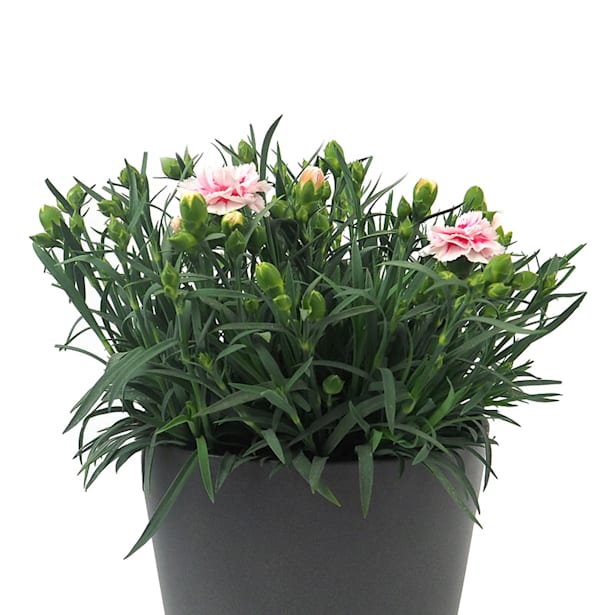 Clavel - Dianthus caryophyllus 'Ten Nelke'