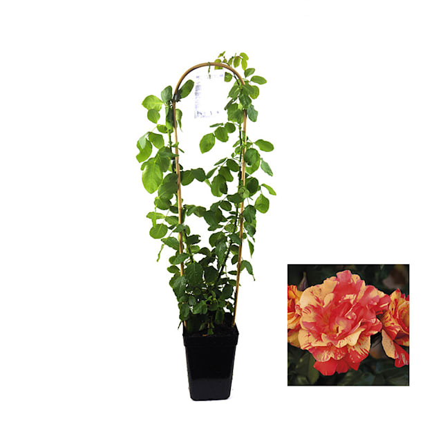 Rosal trepador sorbet fruité rosa-amarillo 4l