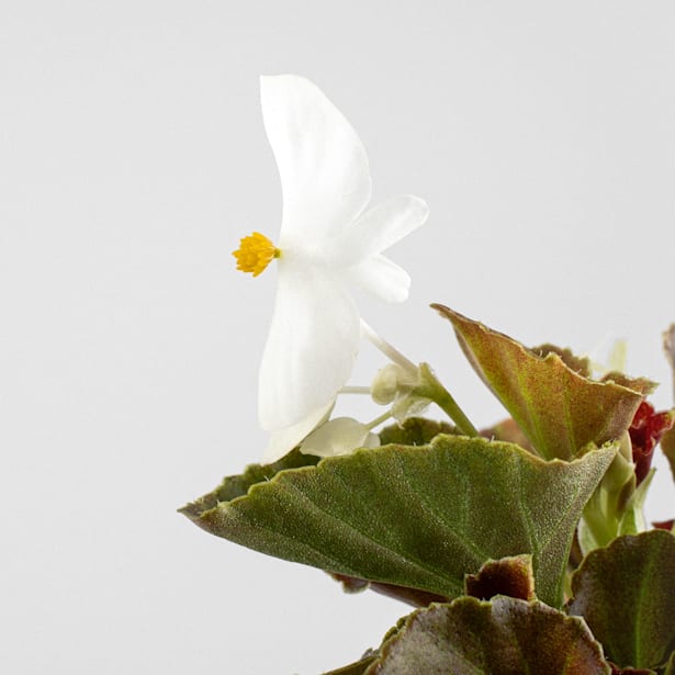 Begonia semperflorens