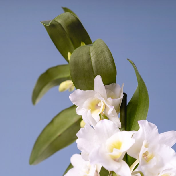 Orquídea Dendrobium nobile