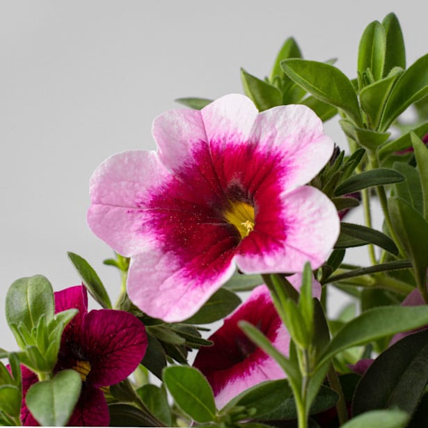 Calibrachoa