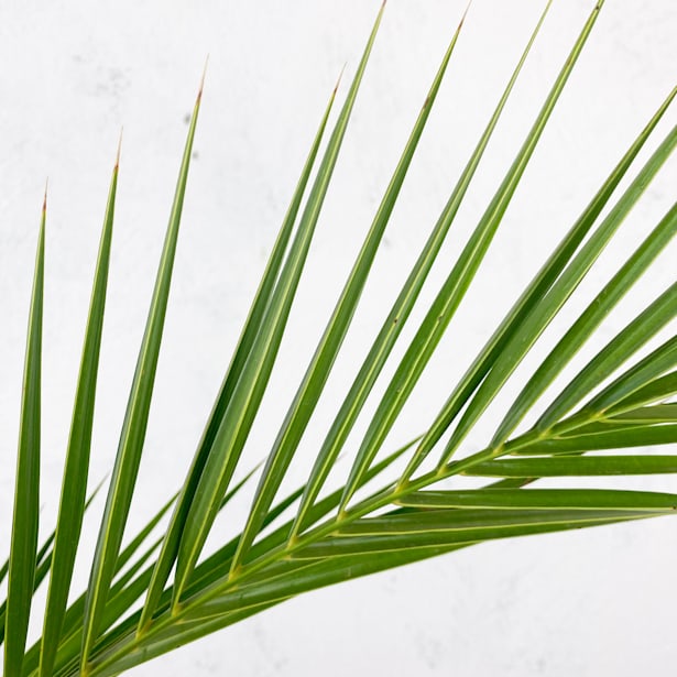 Palmera canaria (phoenix canariensis)