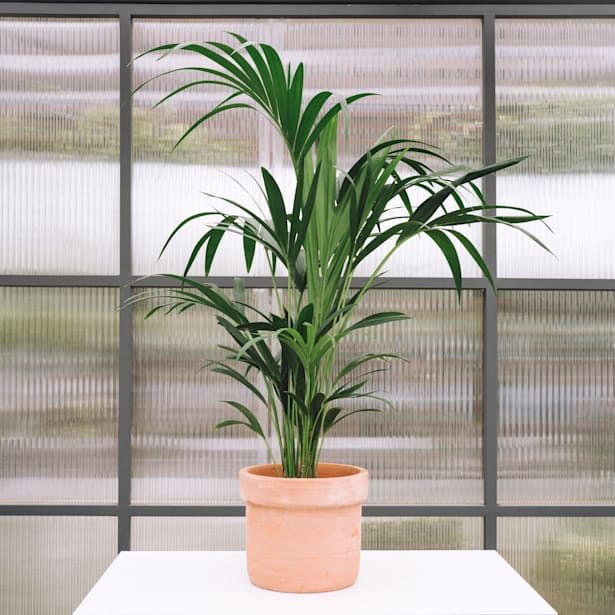 Planta Artificial Palmera Areca 4 Tallos 190cm - Compra Online