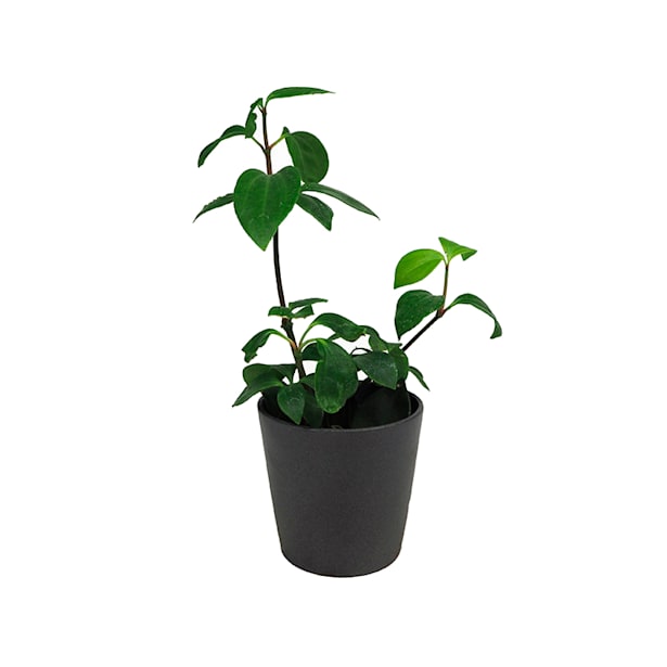 Planta verde mini