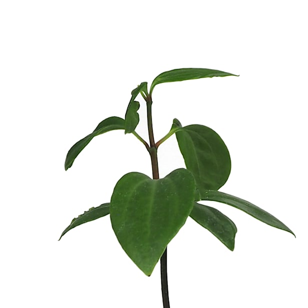 Planta verde mini