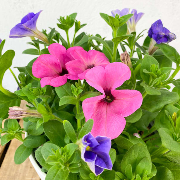 Surfinia (Petunia colgante)