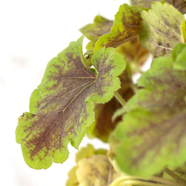 Heuchera mix colores