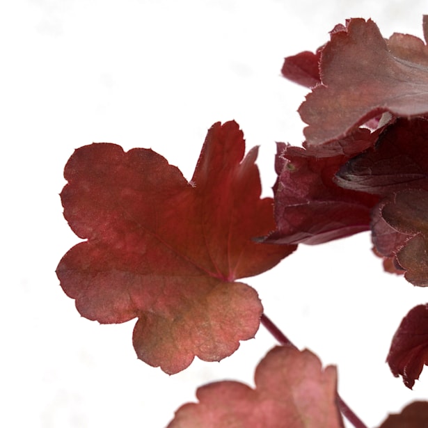 Heuchera mix colores