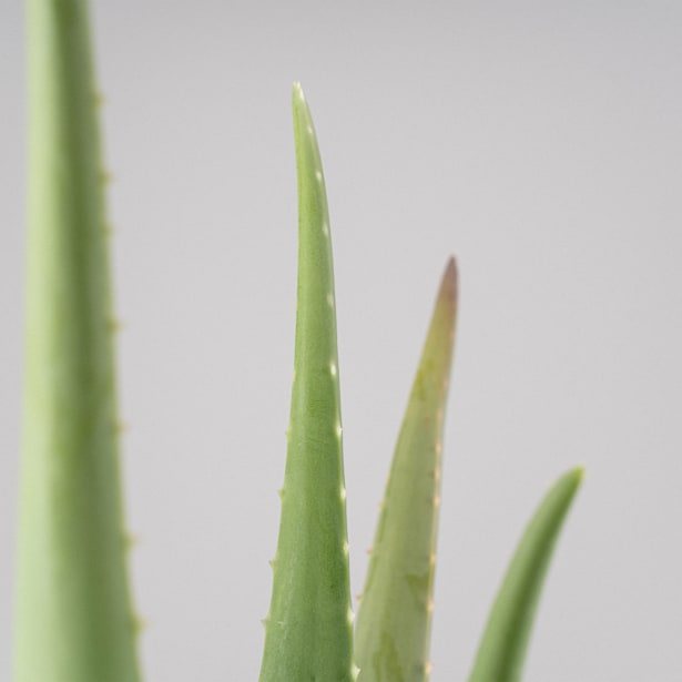 Aloe vera