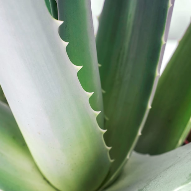 Aloe vera