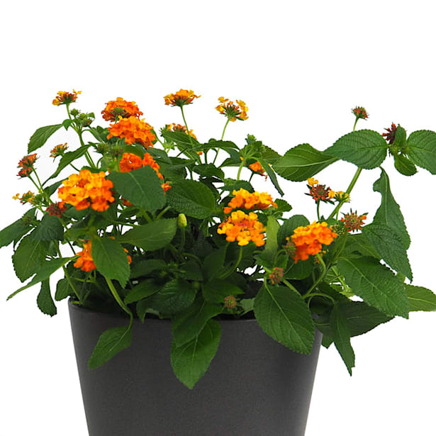 Lantana Camara