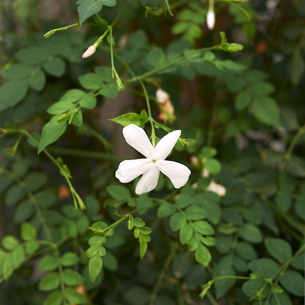 Jazmín real (jasminum grandiflorum)