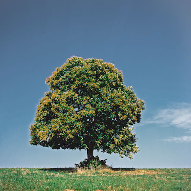 Castaño común (castanea sativa)