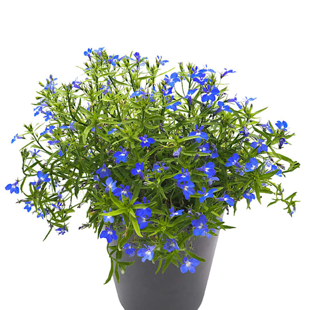 Lobelia erinus