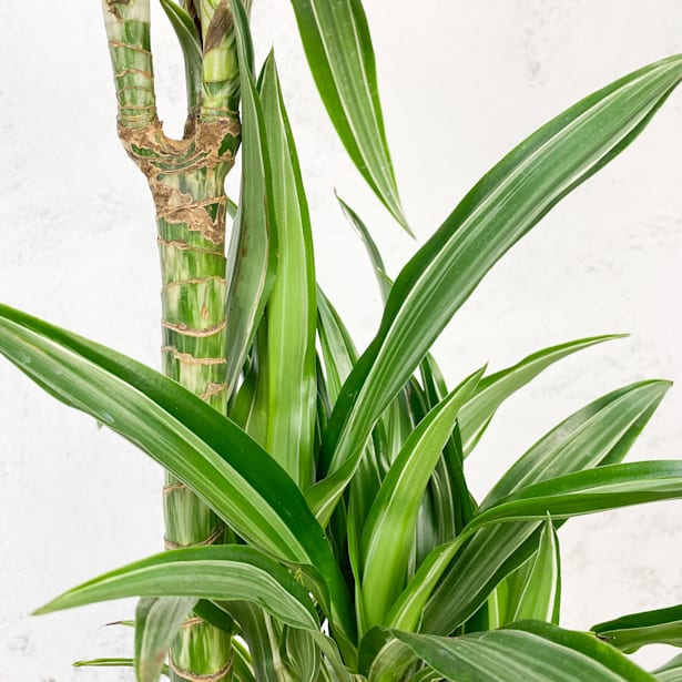 Dracaena fragrans