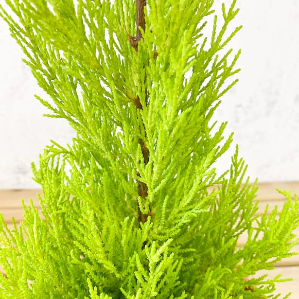 Ciprés (Cupressus Macrocarpa Wilma)