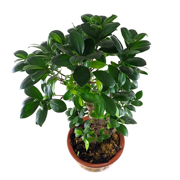 Bonsai Ficus Gingeng (Ficus microcarpa 'Ginseng')