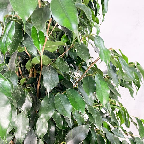 Ficus benjamina 'Danielle'