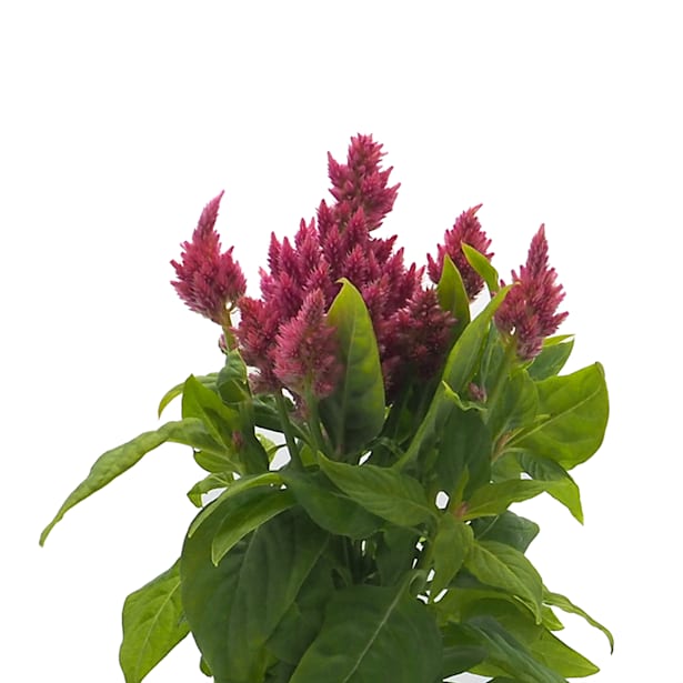 Celosia plumosa