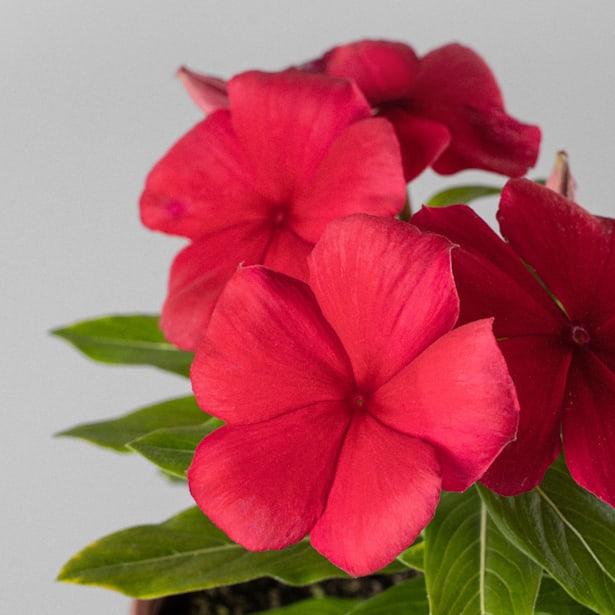 Vinca (catharanthus roseus)