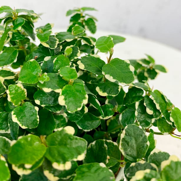 Ficus pumila 'White Sunny'