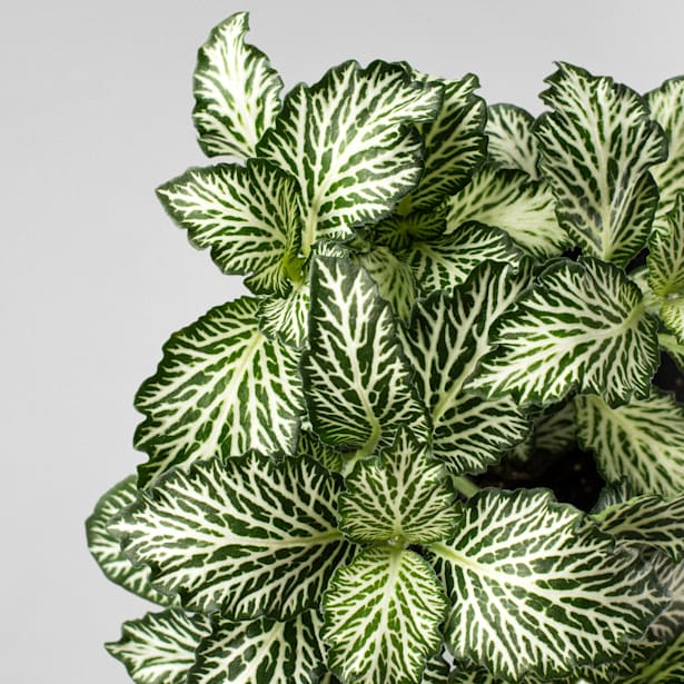 Fittonia